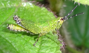 Nymph of grasshopper photo